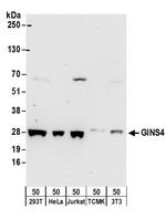 GINS4 Polyclonal Antibody