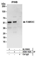 FAM53C Polyclonal Antibody