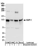 KAP-1 Antibody in Western Blot (WB)