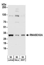 RNASEH2A Polyclonal Antibody