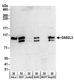 GAS2L3 Polyclonal Antibody