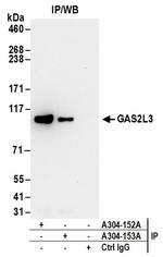 GAS2L3 Polyclonal Antibody