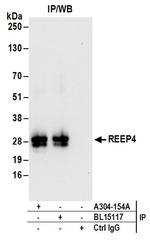 REEP4 Polyclonal Antibody