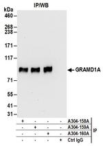 GRAMD1A Polyclonal Antibody