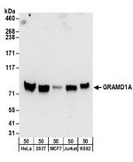 GRAMD1A Polyclonal Antibody