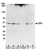IDH1 Polyclonal Antibody