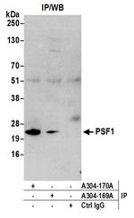 PSF1 Polyclonal Antibody