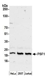 PSF1 Polyclonal Antibody
