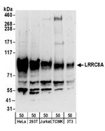 LRRC8A Polyclonal Antibody