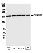 SHANK3 Polyclonal Antibody