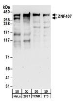 ZNF407 Polyclonal Antibody