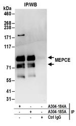 MEPCE Antibody in Immunoprecipitation (IP)