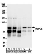 MEPCE Antibody in Western Blot (WB)