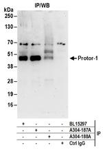 Protor-1 Polyclonal Antibody