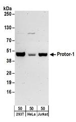 Protor-1 Polyclonal Antibody