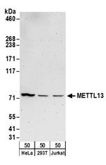 METTL13 Polyclonal Antibody