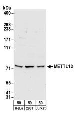 METTL13 Polyclonal Antibody