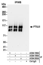 FTSJ3 Polyclonal Antibody