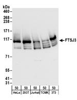 FTSJ3 Polyclonal Antibody
