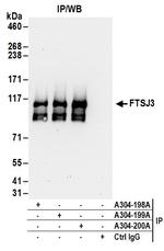 FTSJ3 Polyclonal Antibody