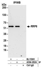 RRP8 Polyclonal Antibody