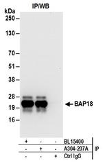 BAP18 Antibody in Immunoprecipitation (IP)