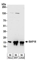 BAP18 Polyclonal Antibody