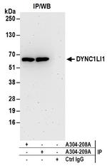 DYNC1LI1 Antibody in Immunoprecipitation (IP)