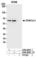 DYNC1LI1 Polyclonal Antibody