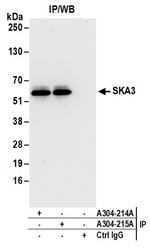 SKA3 Polyclonal Antibody