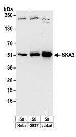 SKA3 Polyclonal Antibody