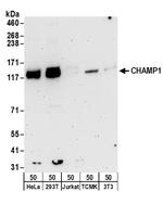 CHAMP1 Polyclonal Antibody