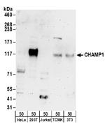 CHAMP1 Antibody in Western Blot (WB)