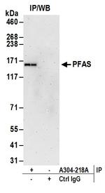 PFAS Antibody in Immunoprecipitation (IP)
