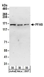 PFAS Antibody in Western Blot (WB)