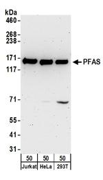 PFAS Antibody in Western Blot (WB)