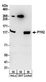 PYK2 Polyclonal Antibody