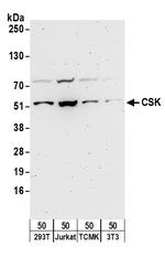 CSK Polyclonal Antibody