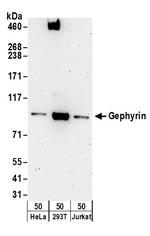 Gephyrin Polyclonal Antibody