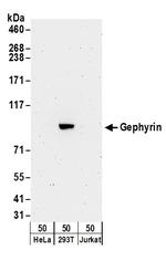 Gephyrin Polyclonal Antibody