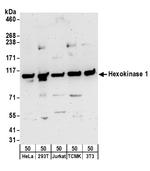 Hexokinase 1 Polyclonal Antibody
