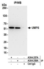 UMPS Polyclonal Antibody