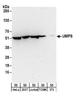 UMPS Polyclonal Antibody