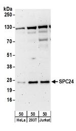 SPC24 Polyclonal Antibody