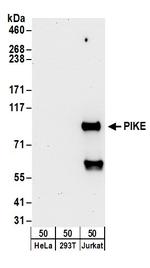 PIKE Polyclonal Antibody