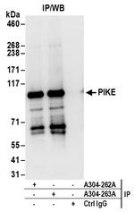 PIKE Polyclonal Antibody