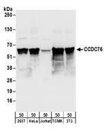 CCDC76 Polyclonal Antibody