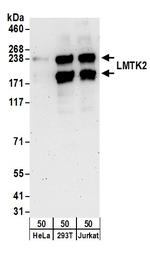 LMTK2 Polyclonal Antibody