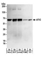 ATIC Polyclonal Antibody