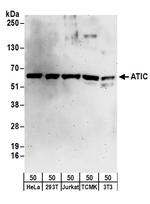 ATIC Polyclonal Antibody